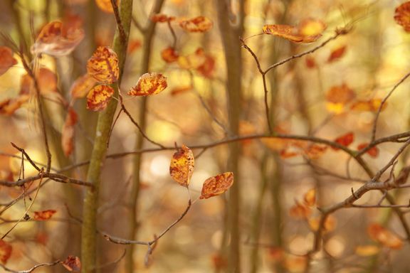 Laubfegen: Was Hauseigentümergemeinschaften wissen müssen